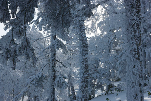 厳冬の森