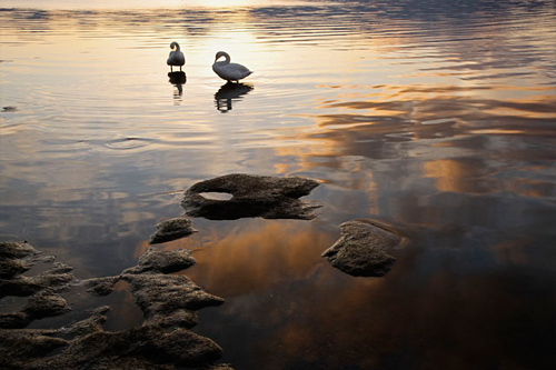 夕暮れの湖面と白鳥