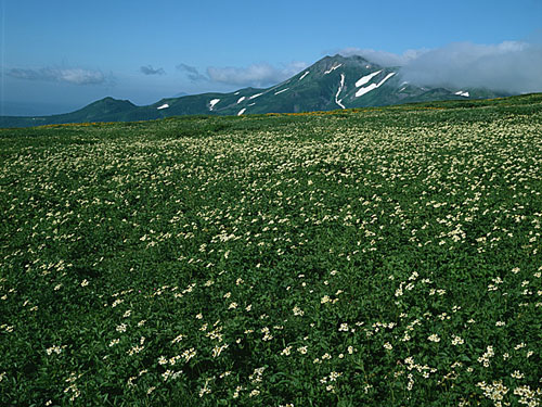 お花畑とトムラウシ山