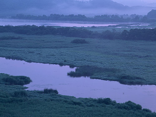 湿原の朝
