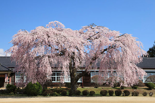旧山本中学の桜
