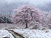 雪降る桜