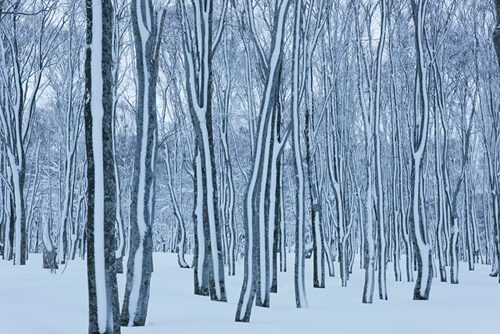 風雪の森