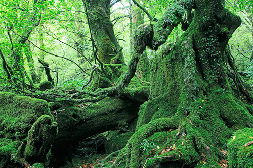 世界自然遺産：屋久島・もののけ姫の森