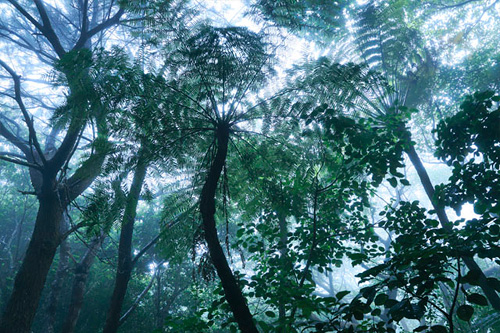 世界自然遺産：小笠原・マルハチの森